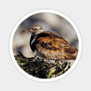 Ruddy Turnstone at the Beach Magnet